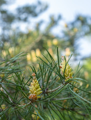 pine trees in scandinavian woods