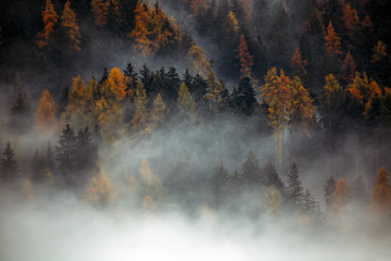 Forest with dense fog in the morning.