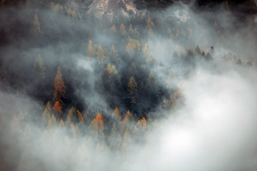 Forest with dense fog in the morning.