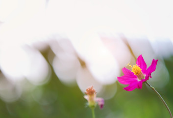 bloom pink flower bokeh white and green color background