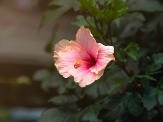Beautiful pink color Hawaiian hibiscus flower with leaf background