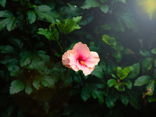 Beautiful pink color Hawaiian hibiscus flower with leaf background
