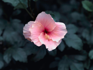 Beautiful pink color Hawaiian hibiscus flower with leaf background