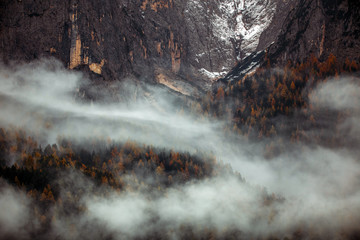Forest with dense fog in the morning.