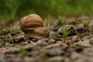 Snail On The Road.  Animals, Nature Concept. Snail On The Road Over Green Grass Background.