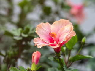Beautiful pink color Hawaiian hibiscus flower with leaf background