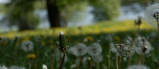dandelion in the grass. Stockholms park