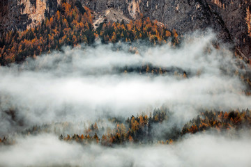 Forest with dense fog in the morning.