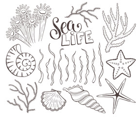 Seashells sketch collection vector illustration