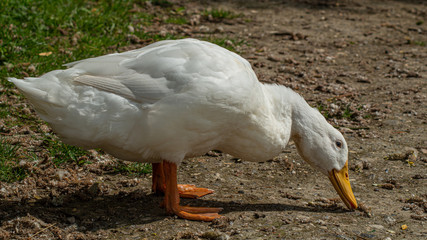 Large White Aylesbury, Pekin, Peking Duck, Close Up, Water Level View