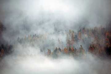 Forest with dense fog in the morning.