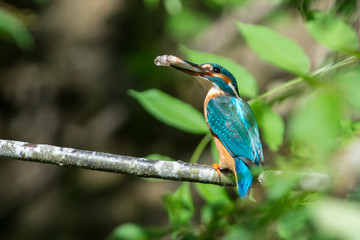 Kingfisher on a branch in Sweden