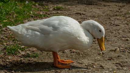 Large White Aylesbury, Pekin, Peking Duck, Close Up, Water Level View