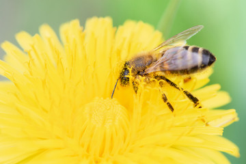 Macro photo of a bee collecting pollen from a beautiful dandelion flower in summer