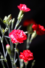 Blumenstrauß aus roten und pinken Nelken