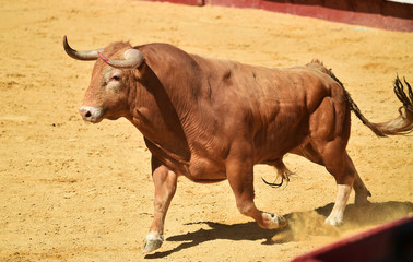 toro español