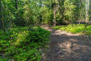 path in the swedish forest