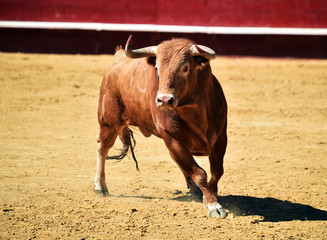 toro español en plaza de toros