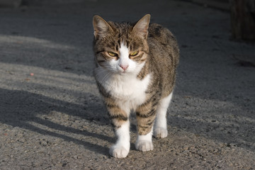 Naklejka na ściany i meble Striped cat walking down the street in search of food.