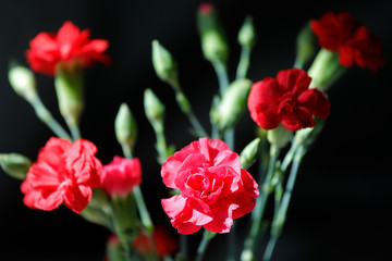Obraz premium Blumenstrauß aus roten und pikfarbenen Nelken