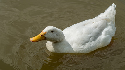 Large White Aylesbury, Pekin, Peking Duck, Close Up, Water Level View