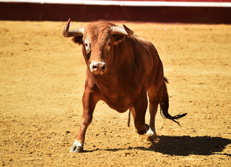 Obraz na płótnie Canvas bull in spain in bullring