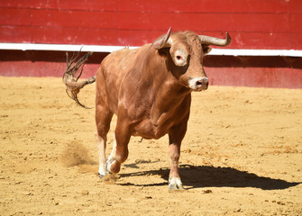 bull in spain in bullring