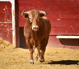 toro español en plaza de toros