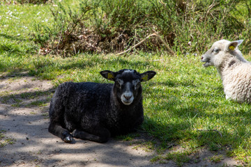 sheep and lamb
