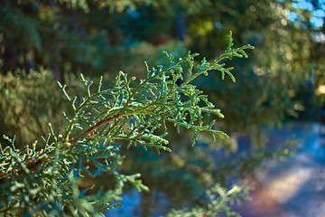 Evergreen branch gleaming in the sun with a blurred background