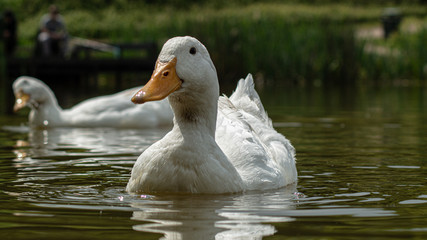 Large White Aylesbury, Pekin, Peking Duck, Close Up, Water Level View
