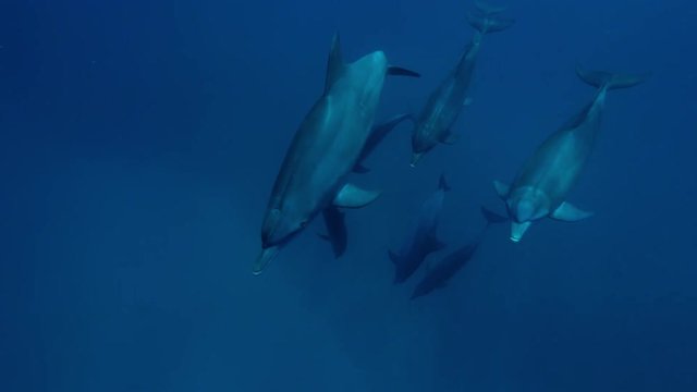 Pod of wild bottlenose dolphins underwater in deep blue water