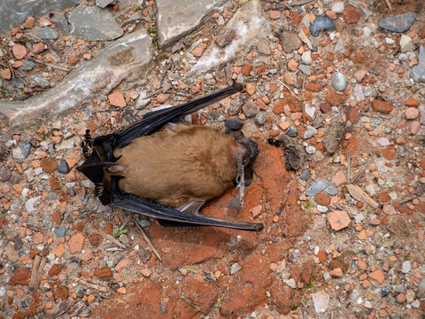 Dead bat on ground. Cause of animal death unknown. Pipistrellus pipistrellus.