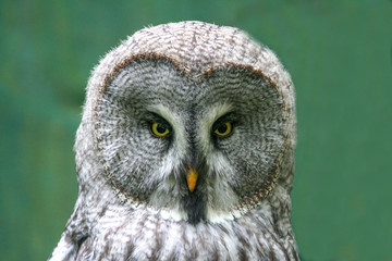 Great grey owl