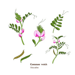 Vicia sativa (common vetch) set of illistrations with flowers, leaves, stems and beans in simple vintage style.