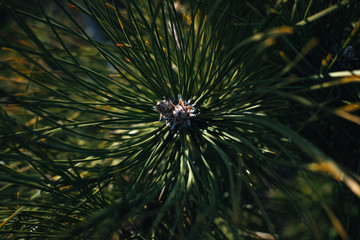 Female pine cone in the embryonic state is shrouded in long green needles.