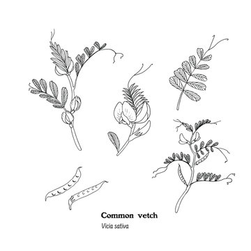 Set of black and white vintage style illustrations of Vicia  sativa plant - common vetch,, with flowers, leaves, stems and beans, forage and hay  meadow  or pasture   plant