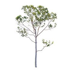 Isolated trees on white background