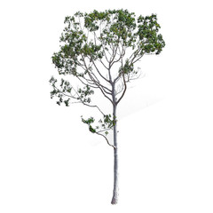Isolated trees on white background