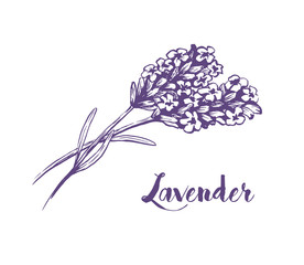 Lavender flowers sketch ink vector illustration