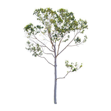 Isolated trees on white background