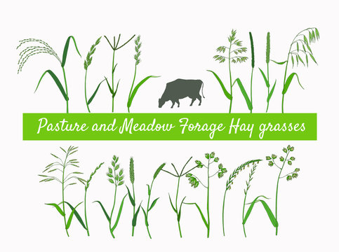 Set Of Vector Vintage Style Botanical Illustration Of Hay And Forage Plants 