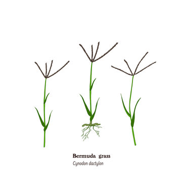 Set of botanical illustrations of bermuda grass - Cynodon dactylon forage, hay, and medicinal meadow  plant