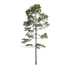 Isolated trees on white background, Suitable for use in architectural design , Decoration work , Used with natural articles both on print and website