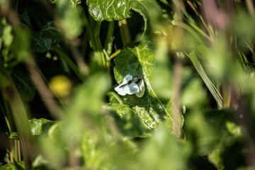 Small white butterfly rejection 1