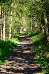 Obraz premium path in forest spring
