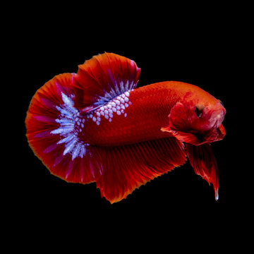 Betta fish  red hellboy in the aquarium