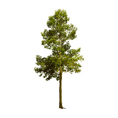 Isolated trees on white background