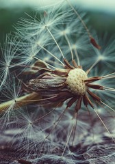 dandelion flower plant in the garden in summer, dandelions in the nature