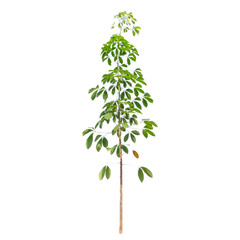 Isolated rubber trees on white background.